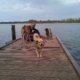 Loes met 3 oppashonden op een steiger aan het water